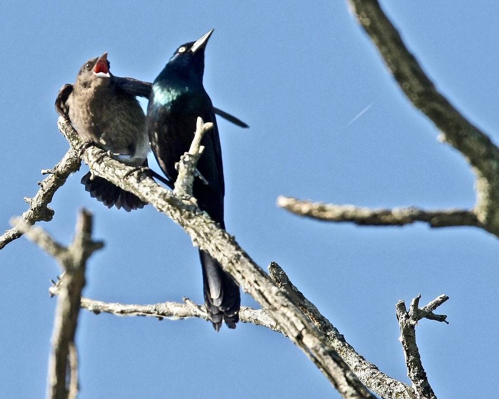 Open wide by ibm4381 is licensed under CC BY 2.0